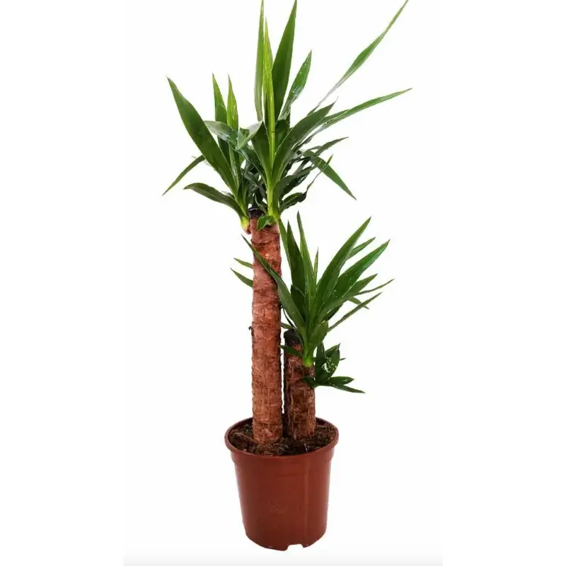Planta Yucca 60-65cm de Lidl [OFERTA]