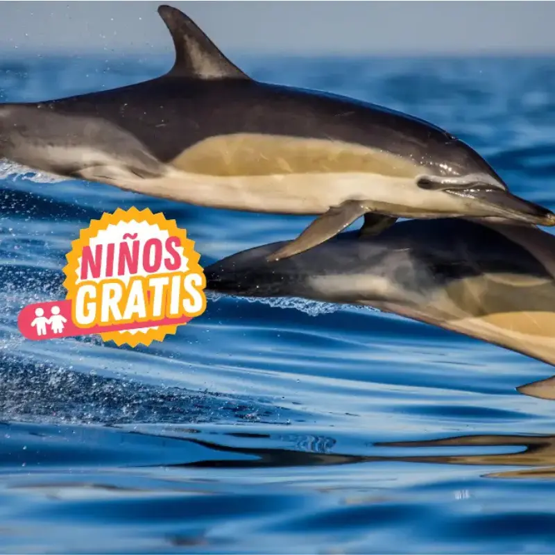 Botas altas de seguridad: impermeables y antiperforaciones